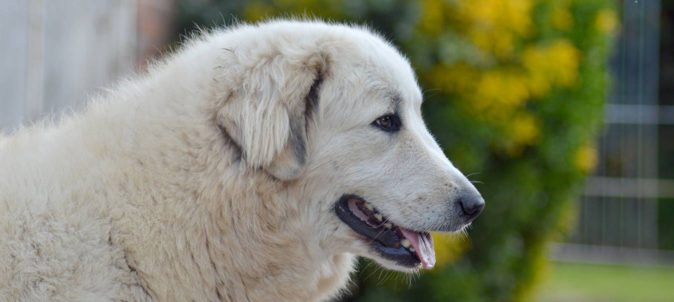 Chien Montagne des Pyrénées