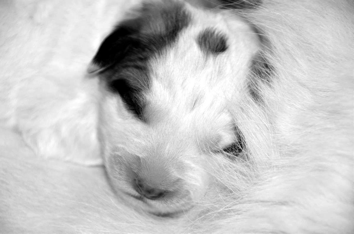 Chiot Montagne des Pyrénées