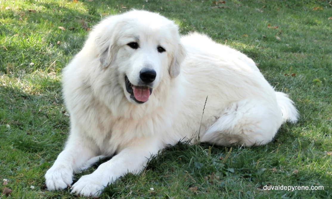 Pyrenean Mountain Dog Higgy du Val de Pyrène