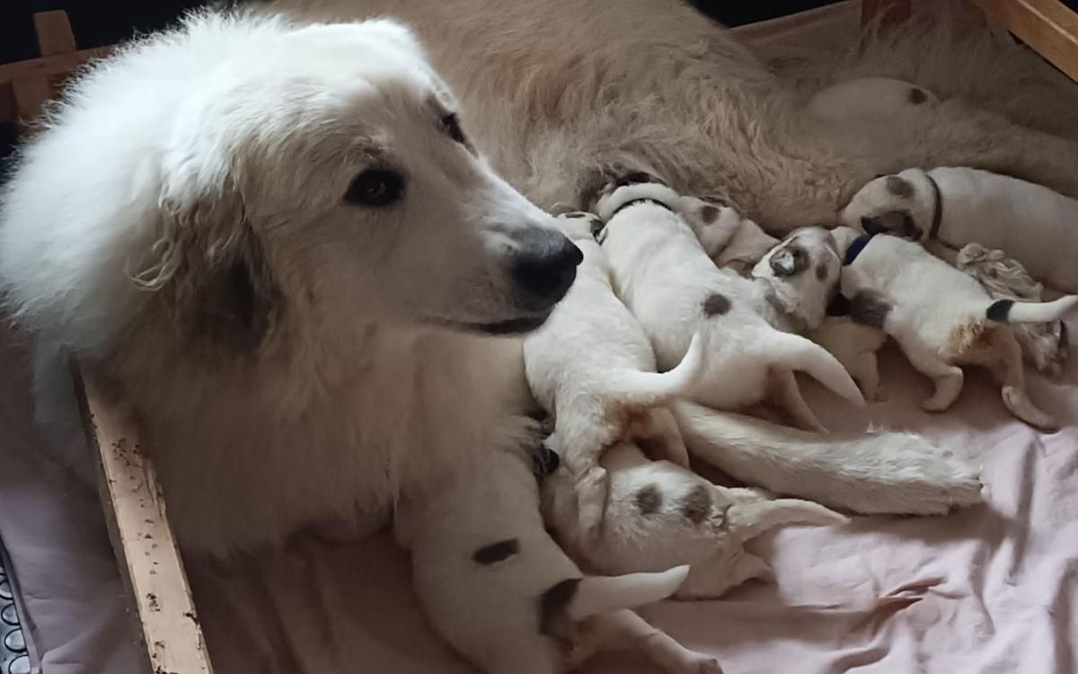 Les chiots de Toulousain de la Vallée du Girou et Taïga du Val de Pyrène