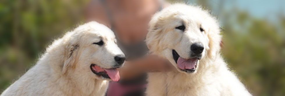 Chiens Montagne des Pyrénées