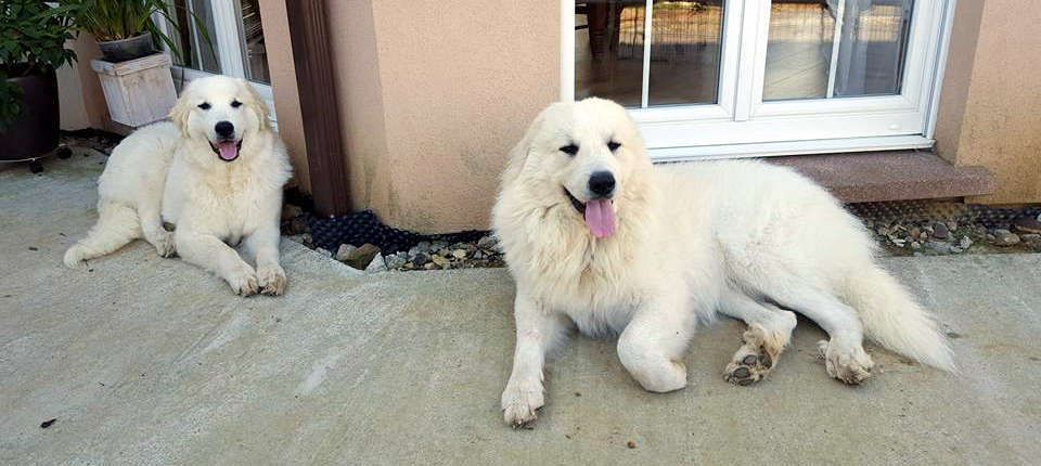 Pyrenean Mountain Dogs