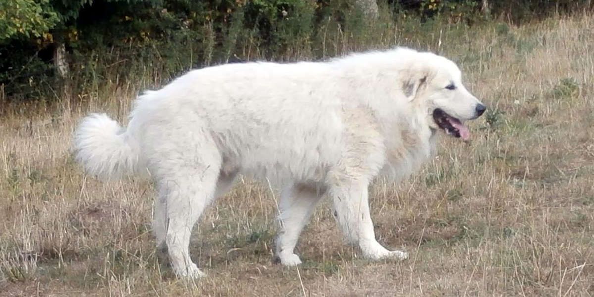 Chien Montagne des Pyrénées