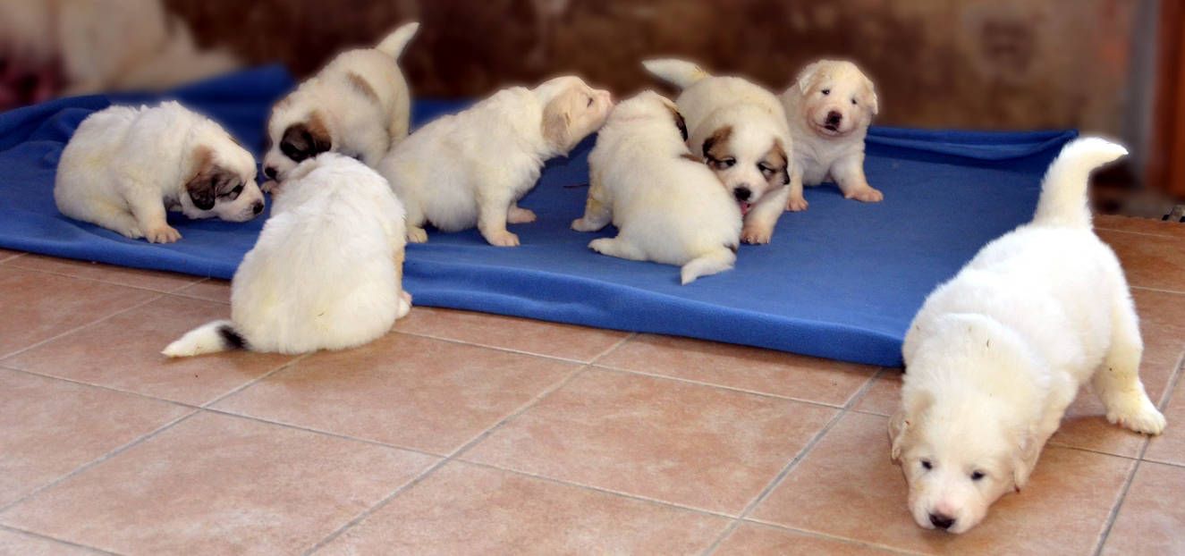 Nichée chiots Montagne des Pyrénées