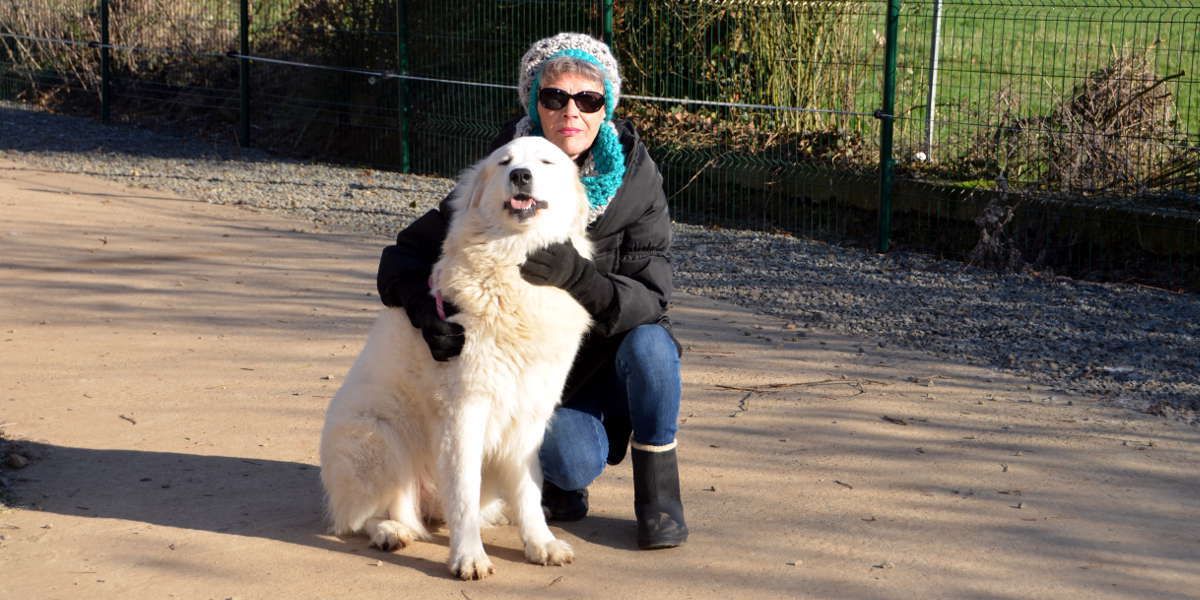 Chien Patou Montagne des Pyrénées