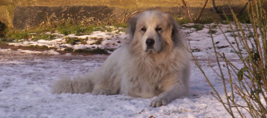 Chien Montagne des Pyrénées dans la neige