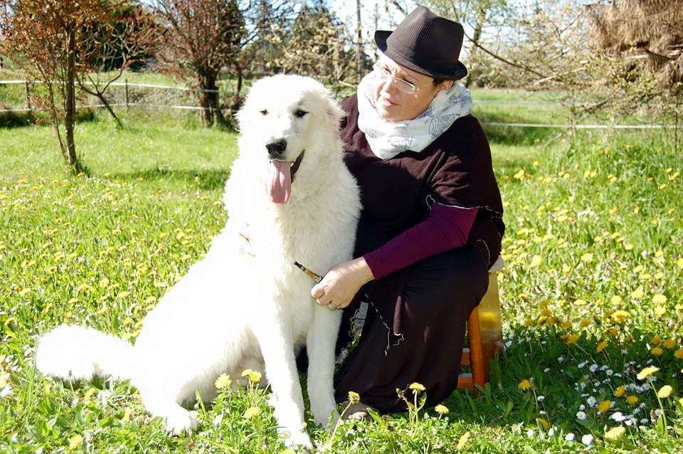 Pyrenean Mountain Dog Jacadi du Val de Pyrène